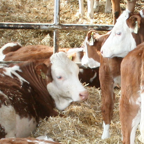 Urlaub Bauernhof mit Kinder Stall 